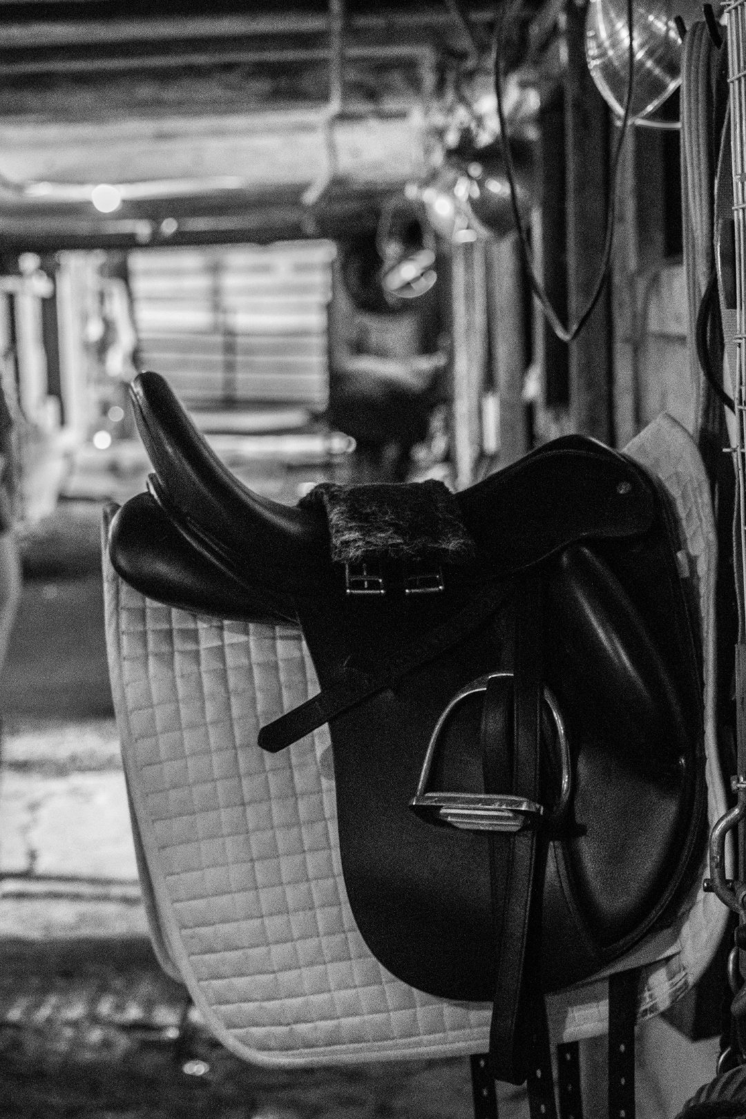 Beautiful paint horse