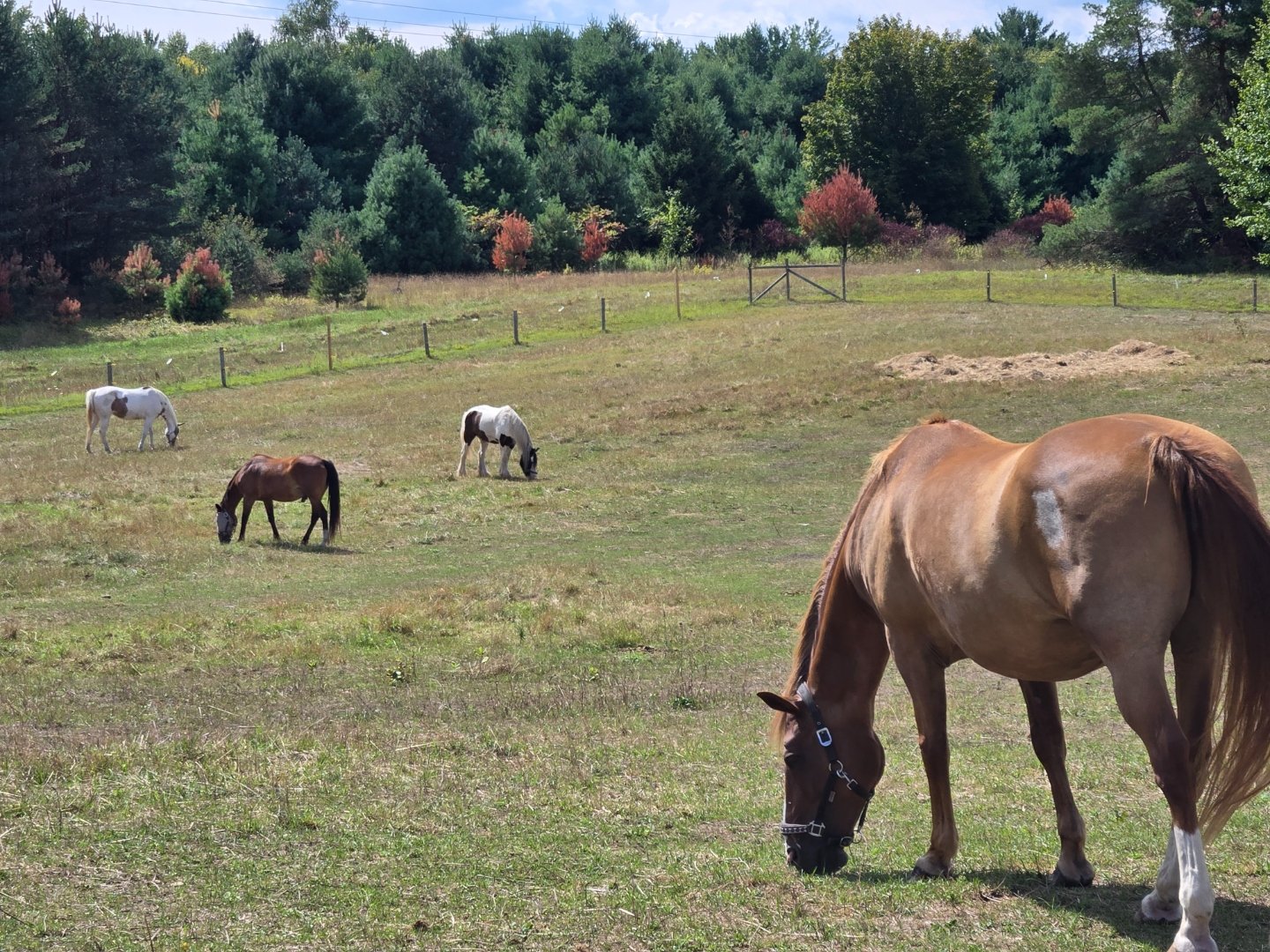 Horses eating hay at dusk