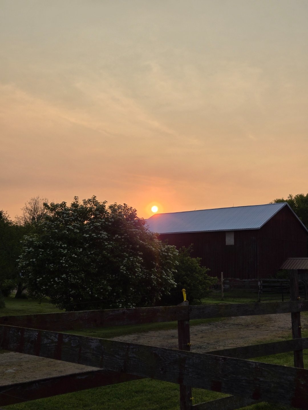 Paint horse training