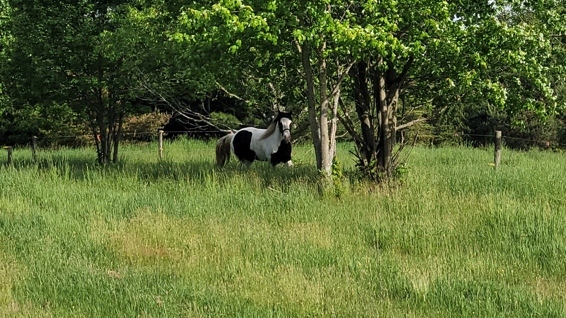 Paint horse in pasture